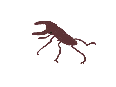クワガタ