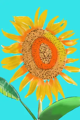 ひまわり