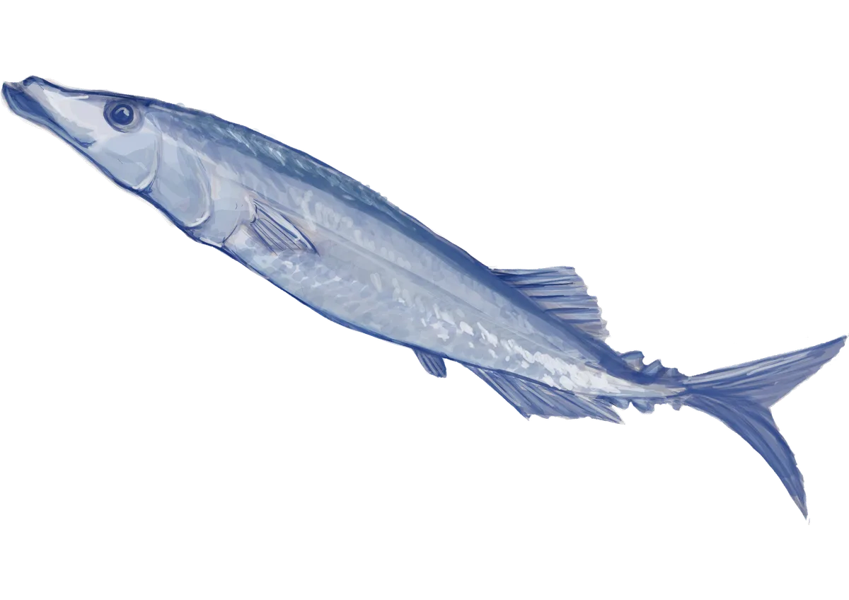 厚塗りの秋刀魚