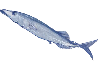 厚塗りの秋刀魚