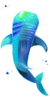 ジンベイザメ