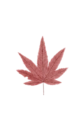 秋の紅葉