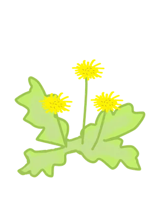 タンポポ