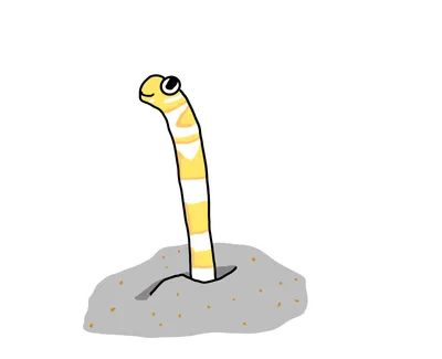チンアナゴ