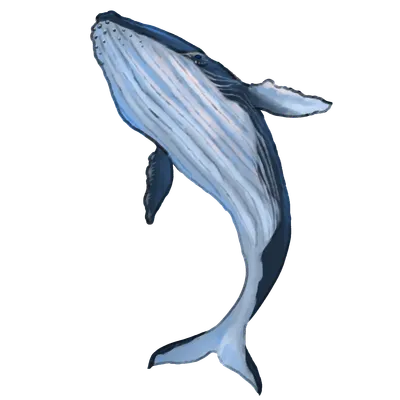 ザトウクジラ