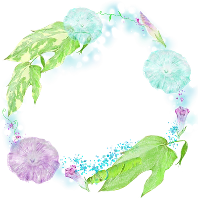 朝顔（モーニング グローリー）