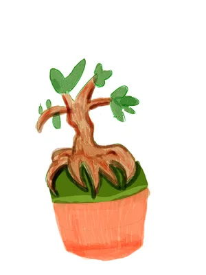 ガジュマルの木（鉢植え）