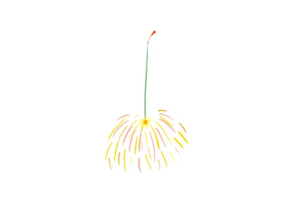 花火（ナデシコ）