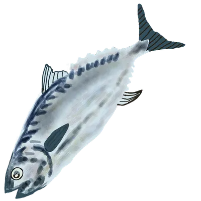 戻りガツオの枕